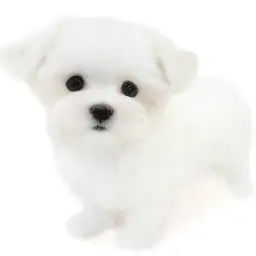 マルチーズ