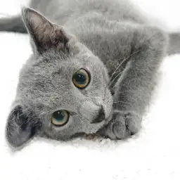 【 ロシアンブルー 】クールな美猫が見せるキュートで甘えん坊な姿をご紹介！