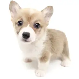 ウェルシュコーギーペンブローク