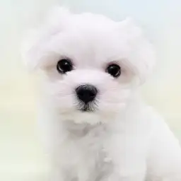 【 マルチーズ 】世界最古の愛玩犬！生粋のアイドルわんこ！