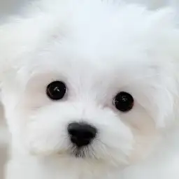 【 マルチーズ 】パピー感そのまま！お手入れは下丸子店でNo.ワンの2ndブログ