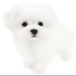 マルチーズ