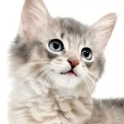 【 ソマリ 】超絶甘えん坊！スキンシップ・おしゃべり大好きな美猫登場！