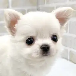 【 チワワ 】プレミアムの称号を持ったチワワちゃんがマルワン志村坂下店に登場！