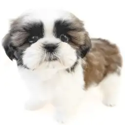 シーズー
