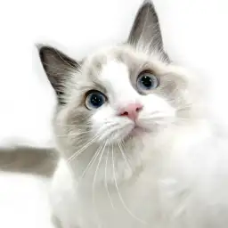【 ラグドール 】猫との暮らしをもっと楽しく、人懐っこく穏やかな女の子!