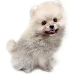 ポメラニアン