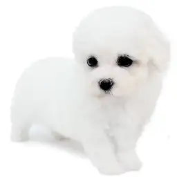 ビションフリーゼ