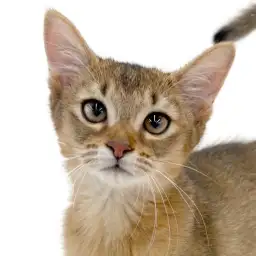 【 アビシニアン 】3ヶ月になったよ！喉を鳴らしながら甘えてくる美猫ちゃん