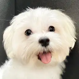 【 マルチーズ 】今日の鶴ヶ島っ子!誰からも愛されるマルチーズちゃん!