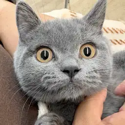 【 ブリティッシュショートヘア 】生後4ヶ月！懐っこく甘えん坊な子猫の成長記録