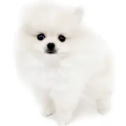 ポメラニアン