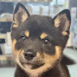 【 豆柴 】お家メンテで美ボディキープ！漆黒が輝く小柄なレディ！！