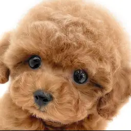 【 トイプードル 】まるでぬいぐるみ！ぬいぐるみ系ルックスの理想の家庭犬！