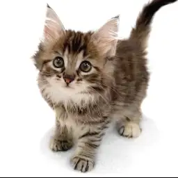 ノルウェージャンフォレストキャット