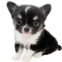 チワワ