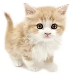 ノルウェージャンフォレストキャット