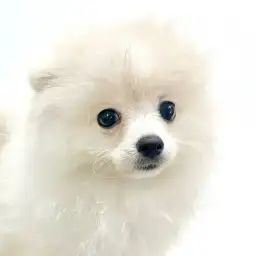 【 ポメラニアン 】お迎え前に知りたいシャンプーのポイント