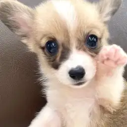 【 ウェルシュコーギーペンブローク 】胴長短足のアクティブ犬と外遊びを楽しもう!