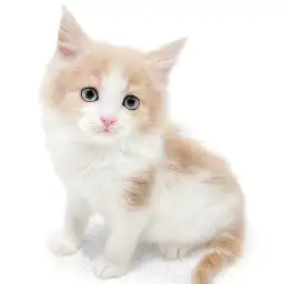 ノルウェージャンフォレストキャット