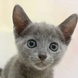 【 ロシアンブルー 】見た目はクール！心は甘えん坊の美しき青猫が大倉山に降臨！