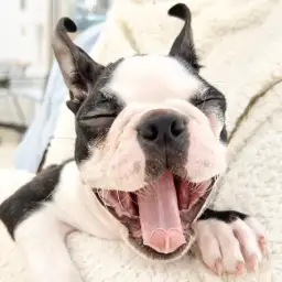 【 ボストンテリア 】ぶちゃかわ犬代表!生後3ヶ月を過ぎた甘えん坊の成長記録!