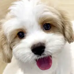 【 キャバマル 】パパ似？ママ似？成長とともに深まるミックス犬の魅力