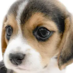 【 ビーグル 】アクティブで優しい性格!一緒に過ごす時間が楽しい相棒犬が大和市に