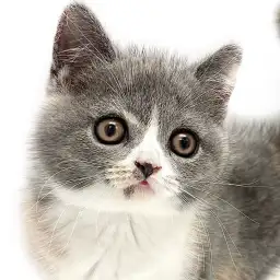 【 ブリティッシュショートヘア 】ダイリュートキャリコは唯一無二!激甘猫が到来!