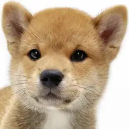 【 柴犬 】愛らしい表情と穏やかな性格が魅力!赤柴の男の子が埼玉浦和に登場!