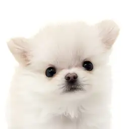 【 チワワ 】たぬき顔がたまらない！クリームカラーのチワワちゃんが仲間入り！