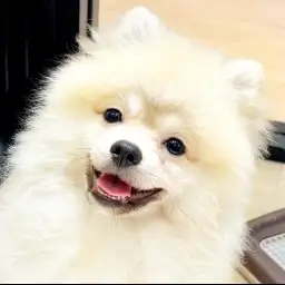 【 ポメラニアン 】お迎え後を想像!ポメちゃんとの楽しい暮らし