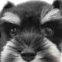 【 シュナウザー 】賢く穏やかな家庭犬!愛されキャラが魅力のモノクロプリンセス!