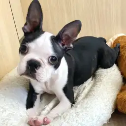 【 ボストンテリア 】ぬいぐるみの扱い方で笑顔にさせてくれるボストンテリアくん!