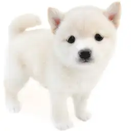 豆柴