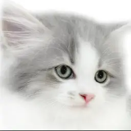 【 サイベリアン 】人懐っこすぎる！一緒に居ることが大好きな生後2ヶ月の子猫！