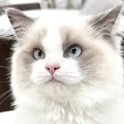 【 ラグドール 】生後5ヶ月、更に美しく穏やかな性格の究極美猫の成長記録!