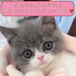 【 保存版 】初心者ユーザーさま必見！子猫のお迎え準備と生活ポイント徹底ガイド！