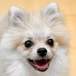 【 ポメラニアン 】社交性抜群!多頭飼いにもオススメできるフレンドリーな女の子