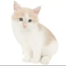 ノルウェージャンフォレストキャット
