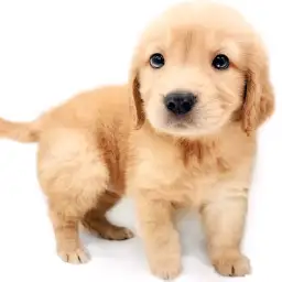 ゴールデンレトリバー