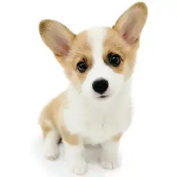 ウェルシュコーギーペンブローク
