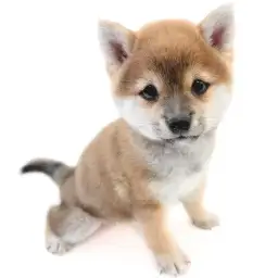 豆柴