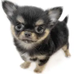 チワワ