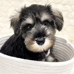 【 Mシュナウザー 】これで完璧!子犬をお迎え前に知っておきたいお手入れ方法