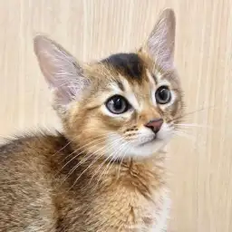 【 ソマリ 】犬のような猫?とにかく甘えん坊な子がいい方はソマリくんに決まり!