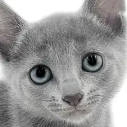 【 ロシアンブルー 】美人猫代表!美しさと可愛さを兼ね備えたアクティブガール