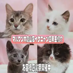 【 お客様感謝祭 】マルワン大倉山店の甘えん坊イケニャン四天王紹介！