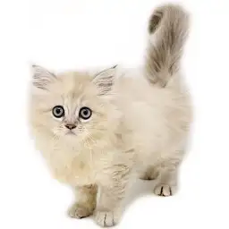 ネヴァマスカレード