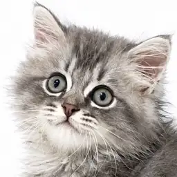 【 サイベリアン 】輝くシルバータビーの王子様キャット！